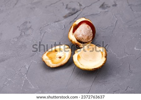 horse-chestnut on the dark background
