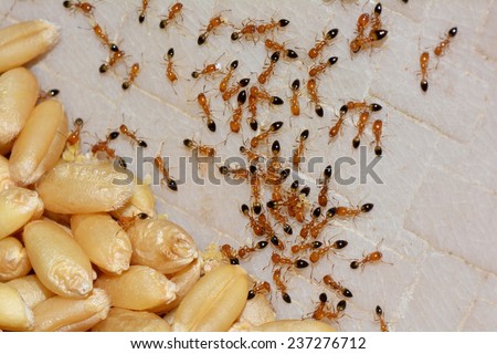Top down view of fire ants (Solenopsis xyloni) foraging food, wheat grains kept in the sun for drying on a plastic tray. Myrmecophobia
