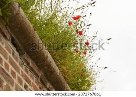 Poppy flowers on the wall of the city rampart against the sky. Close-up.