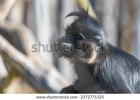 Black mangabey - Cercopithecidae sitting on a branch. Little black monkey.