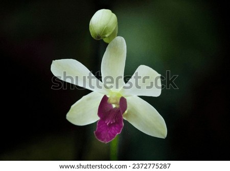 white and purple orchid flowers close picture