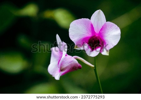 white and purple orchid flowers close picture