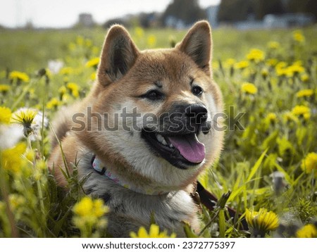 Close-up Portrait of beautiful and happy red shiba inu puppy in the green grass, small dog. Dogecoin. Red-haired Japanese dog with smile. Dandelions, daisies in the background. High quality photo. 
