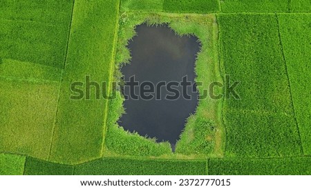 Aerial view by drone of paddy field and irrigation pond. Drone landscape photo.