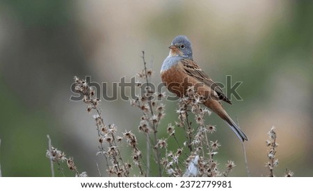 Cretzschmar's bunting (Emberiza caesia) is a passerine bird in the bunting family Emberizidae, a group now separated by most modern authors from the finches, Fringillidae.