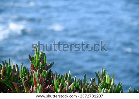 Colorful wild coastal succulents. Selective focus with blurred blue water in the background.