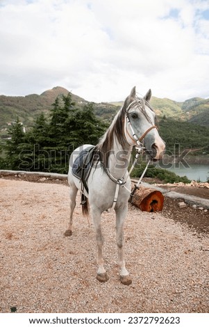 Photo of a White Arabian Horse against a Landscape