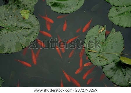 Golden fishes in the water with green water lilies leaves