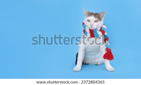 Cat in Xmas jumper. Funny kitten wearing warm sweater and red striped scarf. Greeting card. Poster. Beautiful kitten. New Year party. Christmas Cat dressed in white sitting in front of blue background