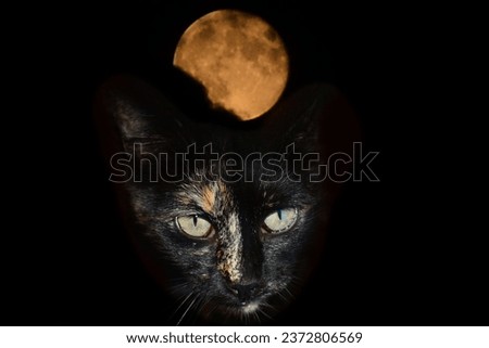 Cat and moon.Halloween
isolated background cat