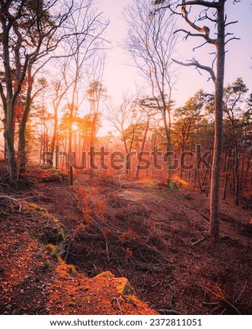 Sunset rays shining through trees creating a warm glow in an autumn forest in the fall season