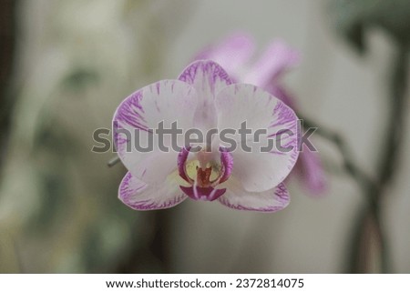 picture of orchid flower in a garden