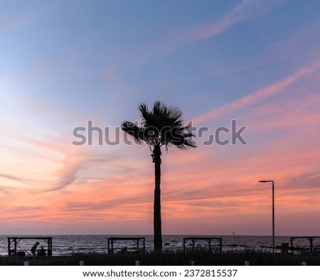 silhouette of a palm tree against the backdrop of a beautiful sunset in Cyprus 7