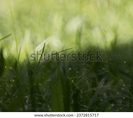 "Raindrops on Grass Blade Wallpaper. Transform your screen with the serene beauty of raindrops on a grass blade—a calming and refreshing wallpaper choice."