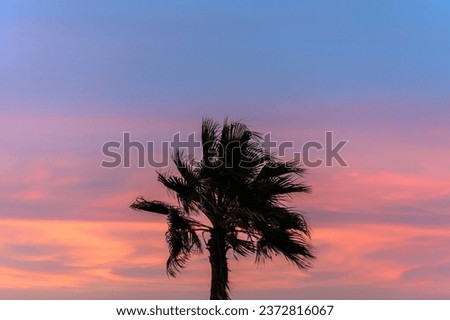 silhouette of a palm tree against the backdrop of a beautiful sunset in Cyprus 3