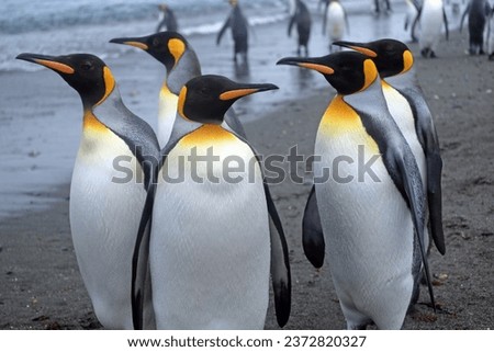 A closeup shot of a group of emperor penguins near a sea in South Georgia, Antarctica