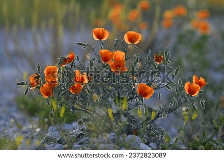 Red-colored glaucium poppy flowers in Turkey