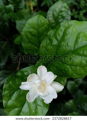 A close up of a white flower in a plant with green leaves. 
