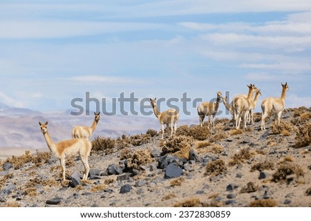 A group of vicuñas in Antofagasta de la Sierra in the province of Catamarca  Royalty-Free Stock Photo #2372830859