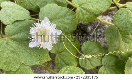 Close up of white Passiflora foetida flowers in the morning taken from above