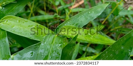 Morning dew makes bamboo leaves look fresh