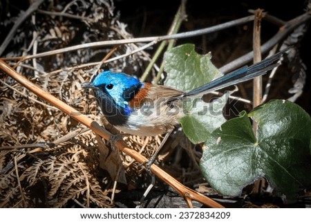 Variegated Fairy Wren, perched in natural surrounds, male in breeding plumage. New South Wales, Australia.