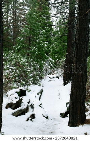 Snowy forest scene during Christmas