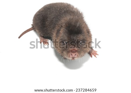 Mole in action isolate on white Royalty-Free Stock Photo #237284659