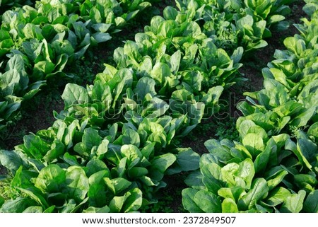 Rows of harvest of spinach in garden outdoor, no people.. Royalty-Free Stock Photo #2372849507