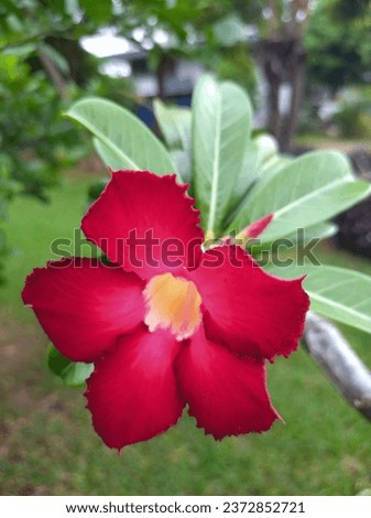 “Adenium” is another tree with very beautiful flowers. If anyone has planted it around the house It is believed that it will help. "Enhance charm and make people in the house popular."