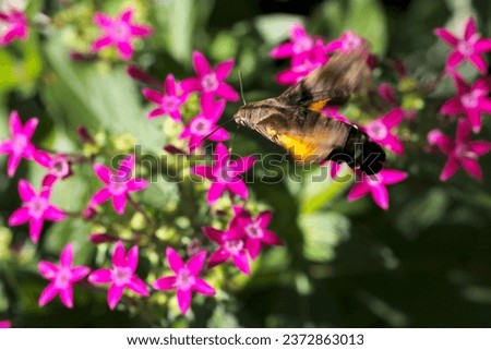 Humming-Bird Hawk Moth (Macroglossum bombylans) moth sucking nectar from a red-purple Egyptian starcluster (Pentas lanceolata) flowerhead (Sunny nature closeup macro photograph)