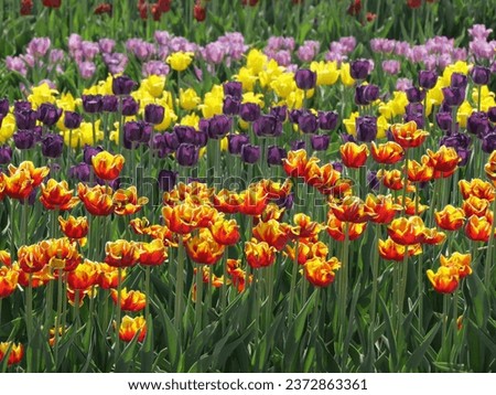 Field of colorful tulips, picture on the road side