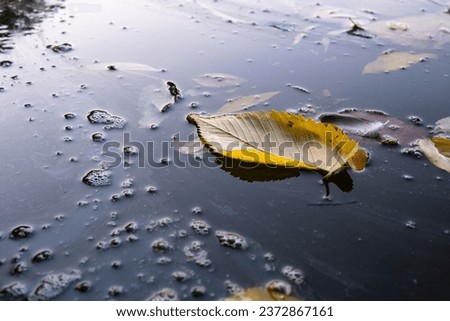 Autumn leaves on the water in the pond. Background of leaves on the water. Autumn background of yellow leaves.
