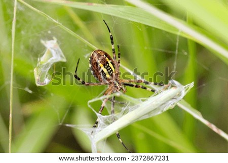 Belly side of female Wasp spider (Nagakoganegumo, Argiope bruennichi) traps the prey (Wildlife closeup macro photograph) 