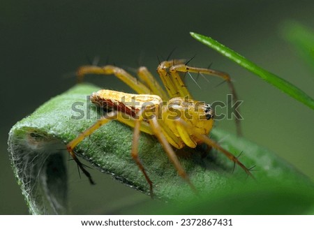 Small brown spider, Sasagumo (Oxyopes sertatus Latrelle, wildlife closeup macro photograph) 