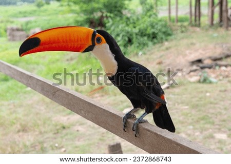 toucan bird with bright orange beak. photo of toucan bird outside. toucan bird outdoor.