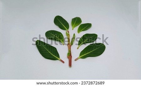 Flower leaves of catharanthus roseus, commonly known as bright eye, Cape periwinkle, grave plant, Madagascar periwinkle, pink periwinkle, isolated on white background Royalty-Free Stock Photo #2372872689