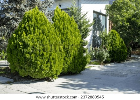 Office garden, garage entrance, Cupressus macrocarpa 'Goldcrest', pine trees Royalty-Free Stock Photo #2372880545