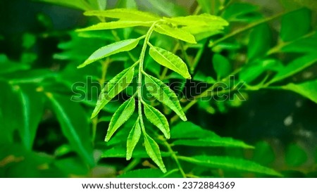 curry leaves. cooking spices. with a cool green background