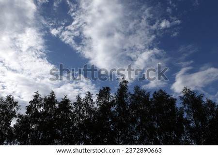 Landscape, forest, trees and blue heaven with clouds, natural background for text