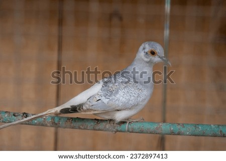 Closeup of a diamond dove nest, tropical pigeon specie from Australia stock Picture