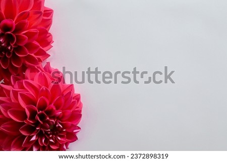 Beautiful mockup of charming dahlia flower on white paper