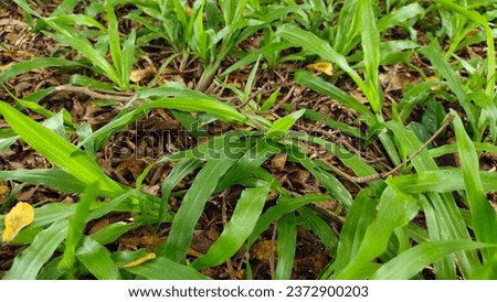 Napier Grass, Elephant Grass, animal forage grasses are very popular to grow. large leaf stem High nutritional value Growing fast, high yield per rai The plants can be harvested all year round.
