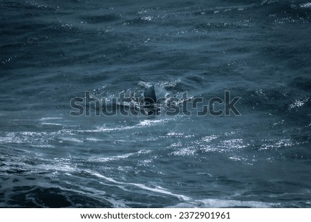 Picture of a whale diving under the ocean surface with is back visible.