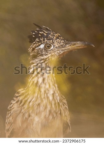 A vertical photo of a Greater Roadrunner standing behind a cluster of snakeweed flowers as it stalks through the desert landscape and waits for some unwary animal to break cover.