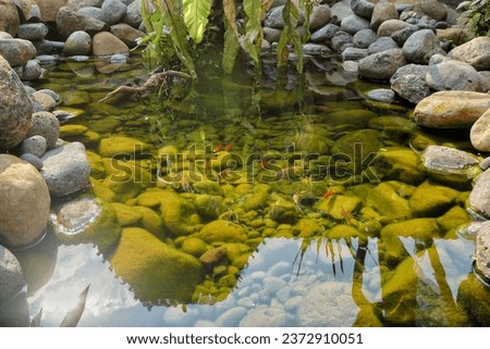 close up of small natural fish pond