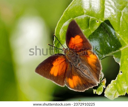 Male Uraginshijimi (Curetis acuta paracuta), butterfly shows off its orange crest on the inside of its wings (Sunny outdoor closeup macro photograph)