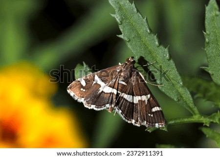 Dorsal view of Beet webworm moth (Spoladea recurvalis, Shiroobinomeiga) moth in the meadow (Wildlife closeup macro photograph) 
