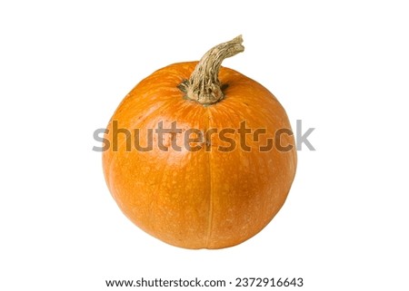 wonderful dwarf decorative pumpkin for interior decorationon a white background