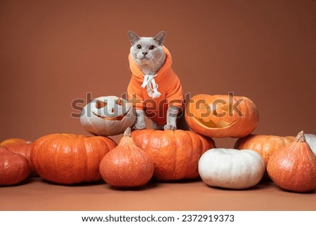 Grey cat in orange hoodie on Halloween pumpkin on bright background in studio. Halloween pet portrait. High quality horizontal photo